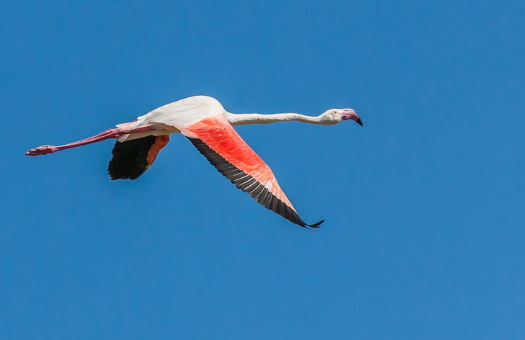 A flamingo in flight against a blue sky, neck, legs, and wings all extended.