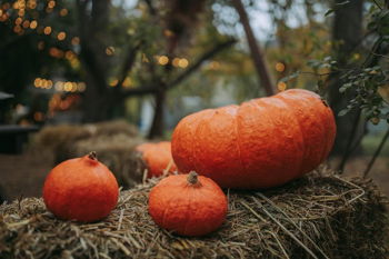 Harvest Dinner
