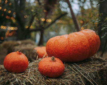 Harvest Dinner