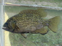 Rock Bass image Rock Bass image