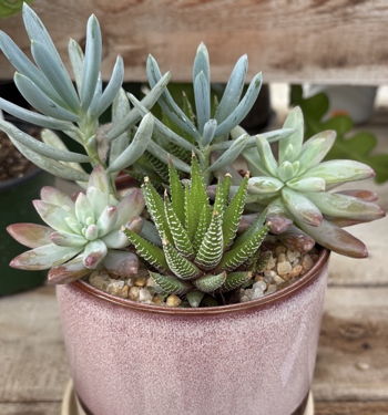 Sunny Lawn Farms Succulent Workshop