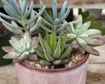 Sunny Lawn Farms Succulent Workshop