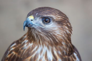 Take Flight Wildlife Education at Wild Birds Unlimited