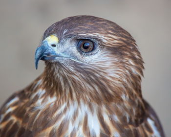 Take Flight Wildlife Education at Wild Birds Unlimited