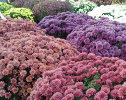 Harrell's Country Market flowers