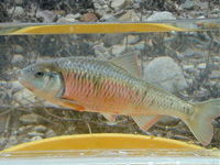 Striped Shiner image Striped Shiner image