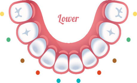 Image of the lower teeth