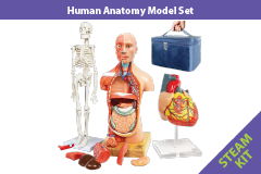 Human Anatomy Model Set