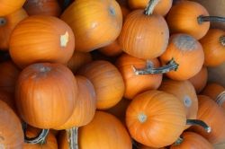 lots of little punkins
