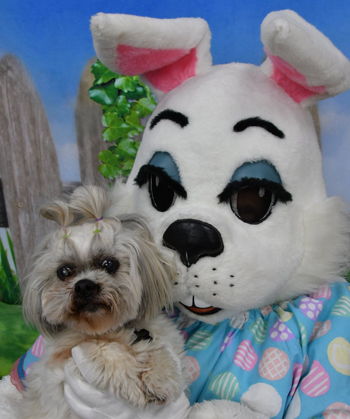 Pet Pictures with the Easter Bunny