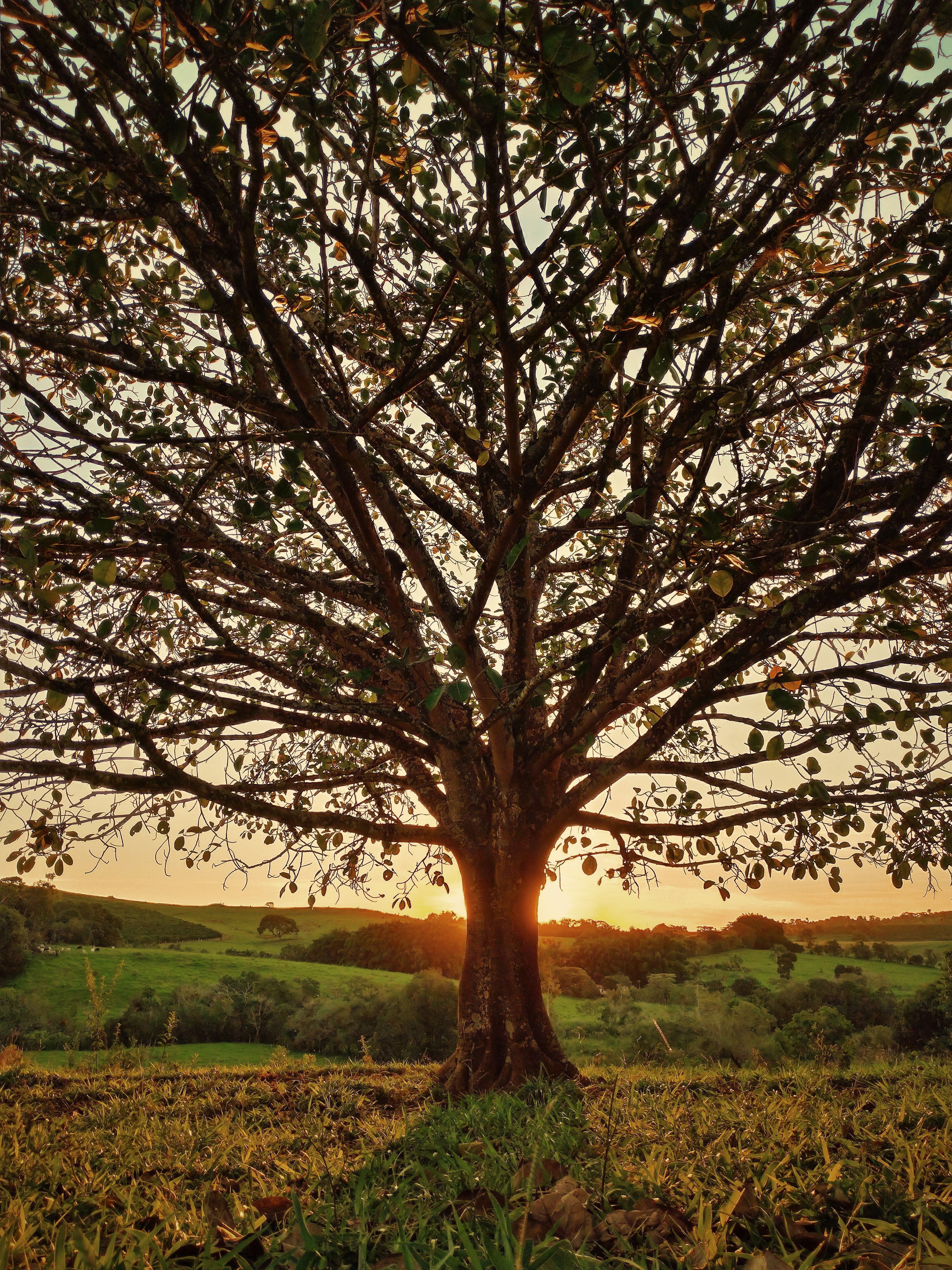 A large, sprawling tree silhouetted against a warm golden sunset, with the sun glowing just behind the trunk. The tree's wide-reaching branches are sparsely leafed, allowing light to filter through. Rolling green hills and distant treelines stretch across the background beneath a soft, hazy sky.