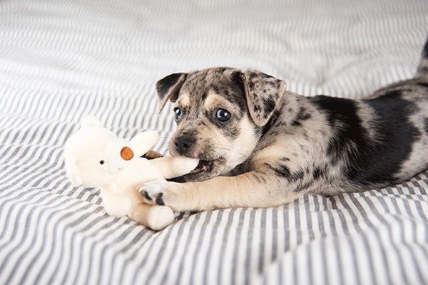 Blog New Puppy New Puppy Dog Academy Animal Hospital Greenwood Indiana