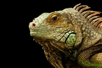 Indiana Jim's Reptile Experience Indiana Jim's Reptile Experience