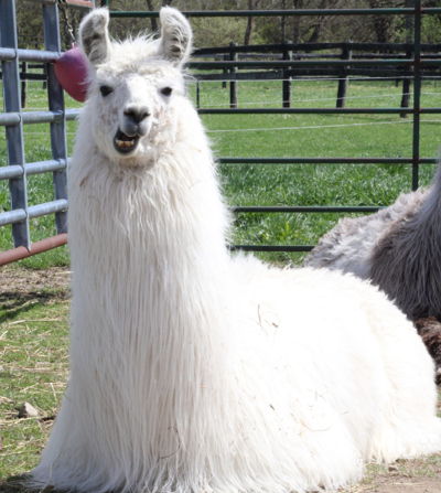 Ragtime Blues Image of Ragtime Blues