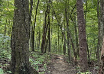 Betley Woods at Glacier's End