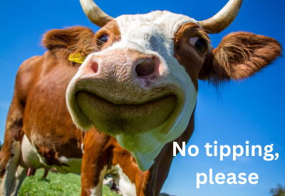 Close-up of smiling brown and white cow with text \