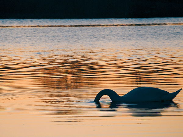 Image for Money Avoidance