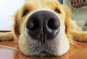 Image for Good Sniffs K9 Behavior Education