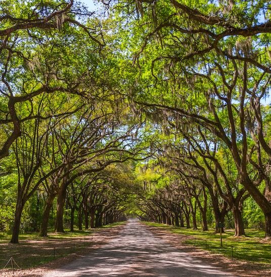 Long road with canopy of old live oak trees draped in spanish moss.