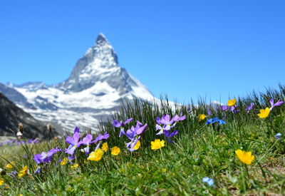Image for U.S. Expats in Switzerland: Pillar 2 Pension Basis Tracking