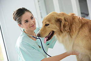Dog Hertbeat Academy Animal Hospital Greenwood