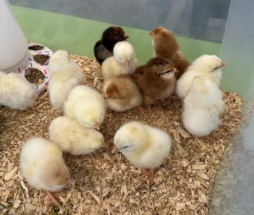 Hatched chicks 2026 photo of newly hatched brow and white chicks in a tote with food