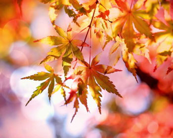 Edinburgh Fall Festival
