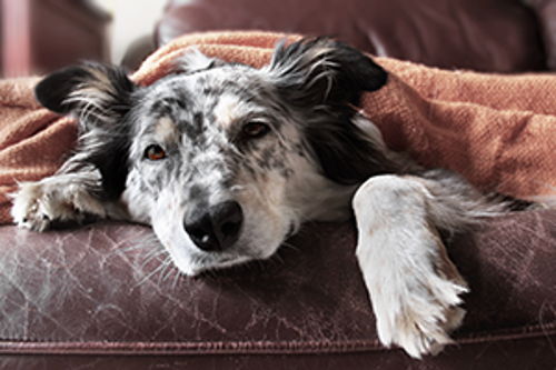Mini strokes in dogs