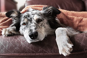 5 Signs Of Stroke In Dogs