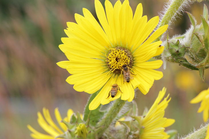 TRB Prairie and bee view Yellow flowers on prairie with bees