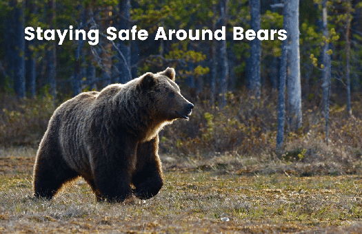 Image for Staying Safe Around Bears