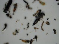 Aquatic Insects (Macroinvertebrates) image Aquatic Insects (Macroinvertebrates) image