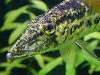 Grass Pickerel image Grass Pickerel image