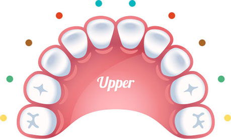 Image of the upper teeth