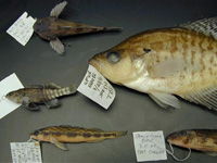 Fish Community Assessments image Fish Community Assessments image