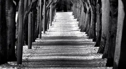 Image for Lonely: A widowers perspective