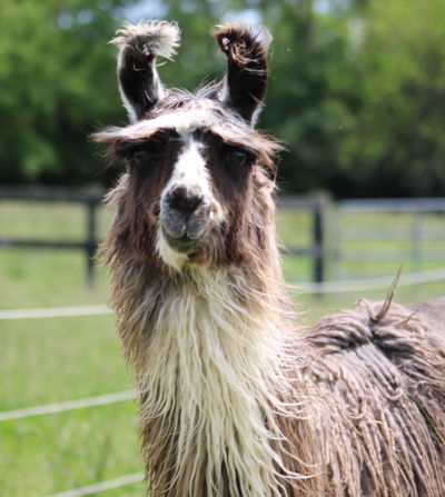 Luna Blu Image of Luna Blu