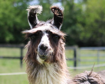 Luna Blu Image of Luna Blu