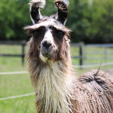 Image for Llamas for Sale