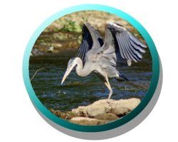 Image of a heron on the water Image of a heron on the water