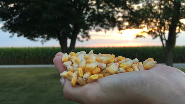 Hand holding corn