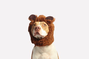 Howl-O-Ween Costume Contest for Dogs
