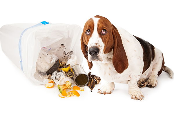 Pet Proof Home Academy Animal Hospital Greenwood Indiana
