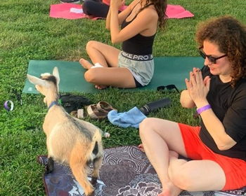 Goat Yoga at Dollie's Farm