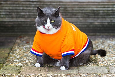 Cat In Jersey Academy Animal Hospital Greenwood Franklin