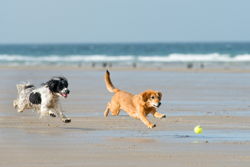 dogs chasing ball