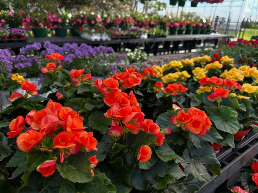 Miss M's Home & Garden