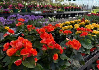 Miss M's Home & Garden
