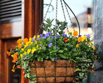 Sunny Lawn Farms Hanging Basket Workshop