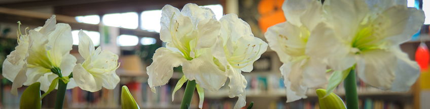 close up image of three white flower blooms